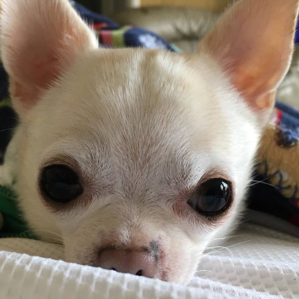 Meet your Posher, Bill